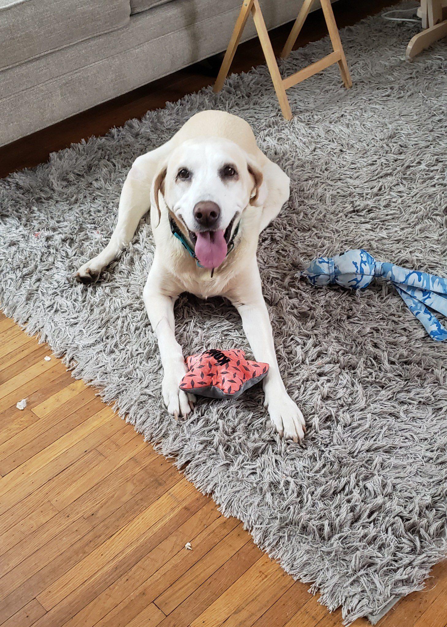 Pearl, ADOPTABLE, Senior Female Labrador Retriever.