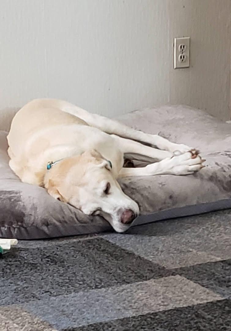 Enlarge Pearl, a ADOPTABLE Labrador Retriever in Warrington, PA image 5/6