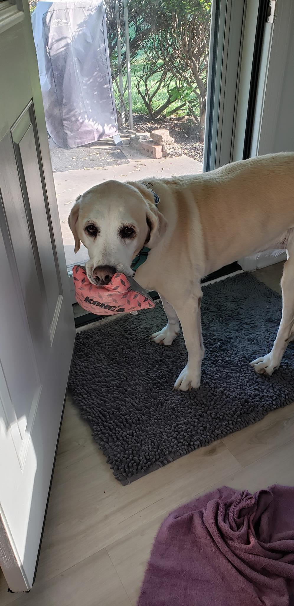 Enlarge Pearl, a ADOPTABLE Labrador Retriever in Warrington, PA image 3/6