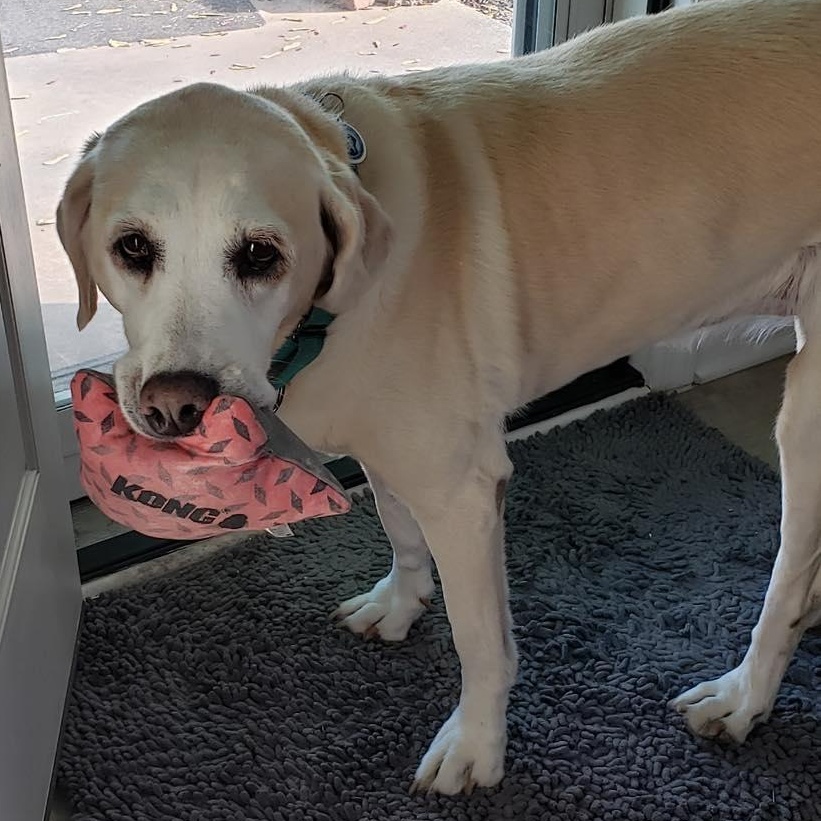 Pearl, a ADOPTABLE Labrador Retriever in Warrington, PA image 4/5