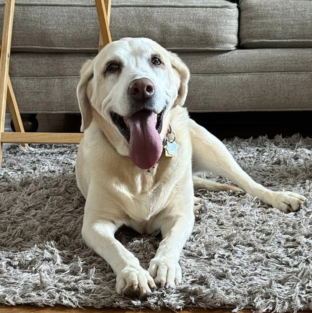 Pearl, ADOPTABLE, Senior Female Labrador Retriever.