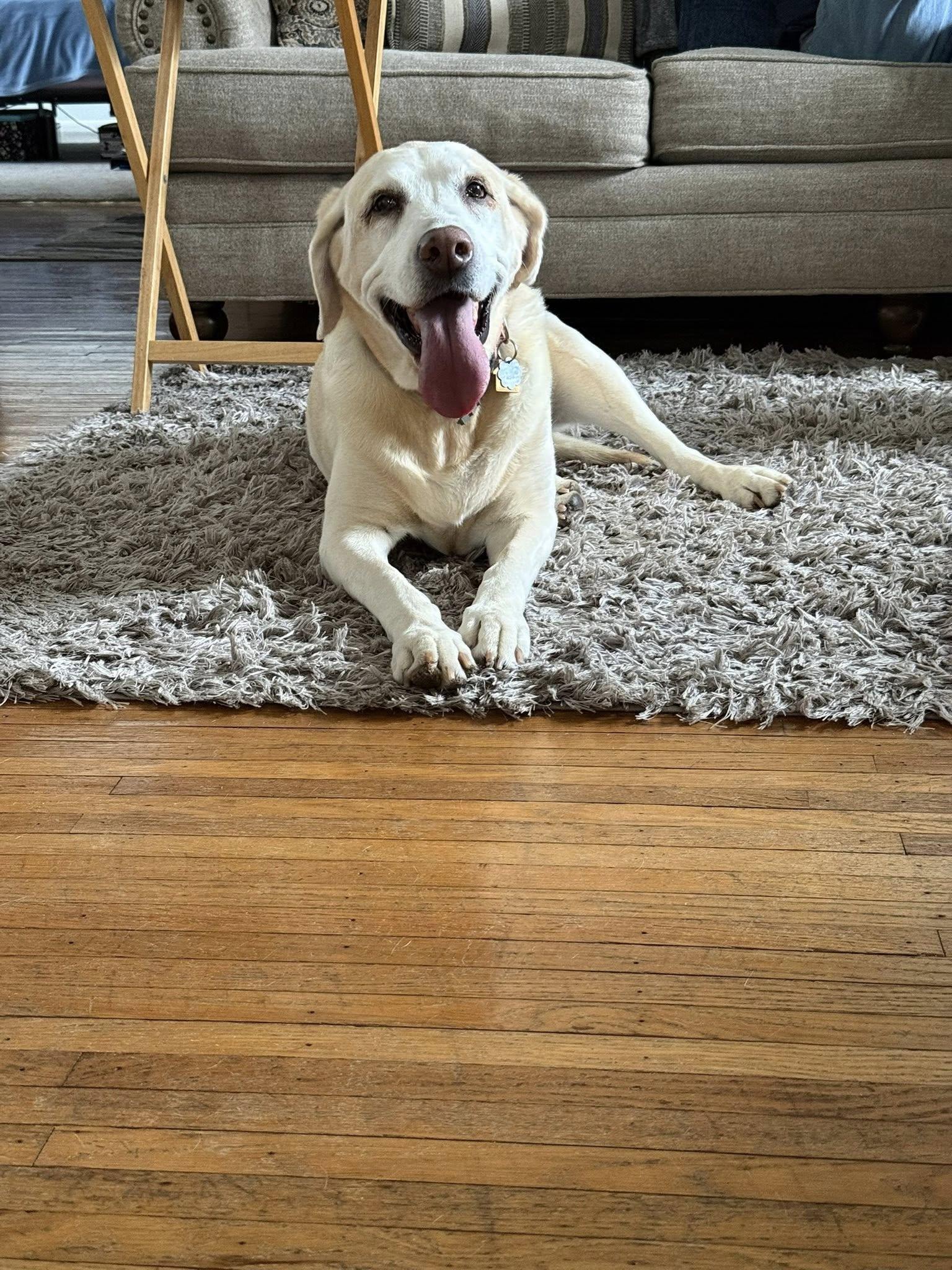 Enlarge Pearl, a ADOPTABLE Labrador Retriever in Warrington, PA image 6/6