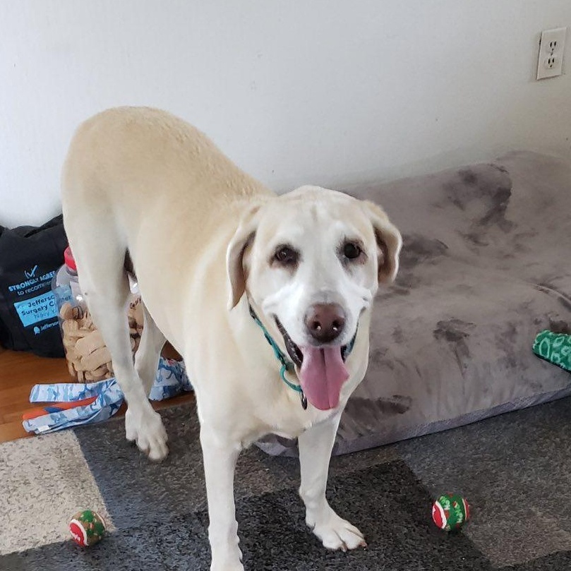 Pearl, a ADOPTABLE Labrador Retriever in Warrington, PA image 5/5