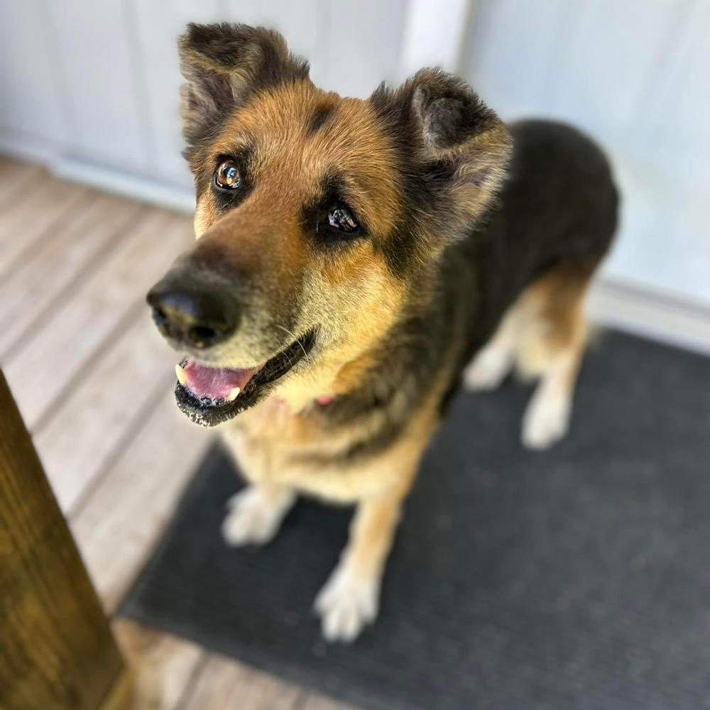 Enlarge Kiara, a Adoptable German Shepherd Dog in West Palm Beach, FL image 1/3