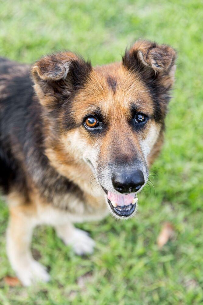 Enlarge Kiara, a Adoptable German Shepherd Dog in West Palm Beach, FL image 2/3