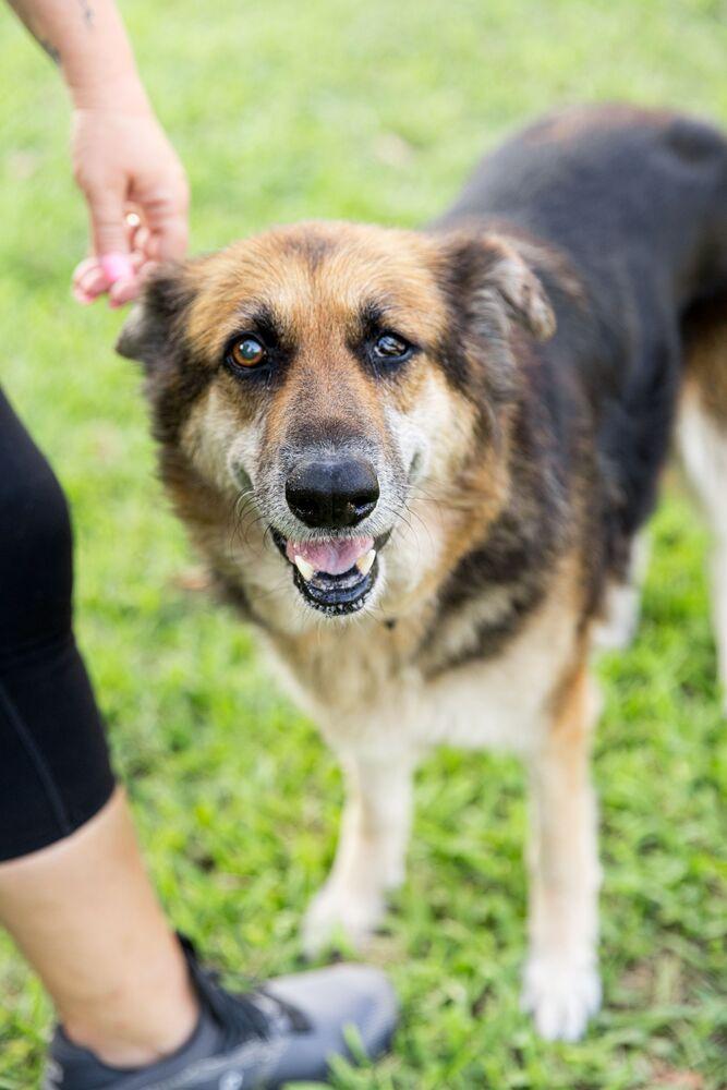 Enlarge Kiara, a Adoptable German Shepherd Dog in West Palm Beach, FL image 3/3