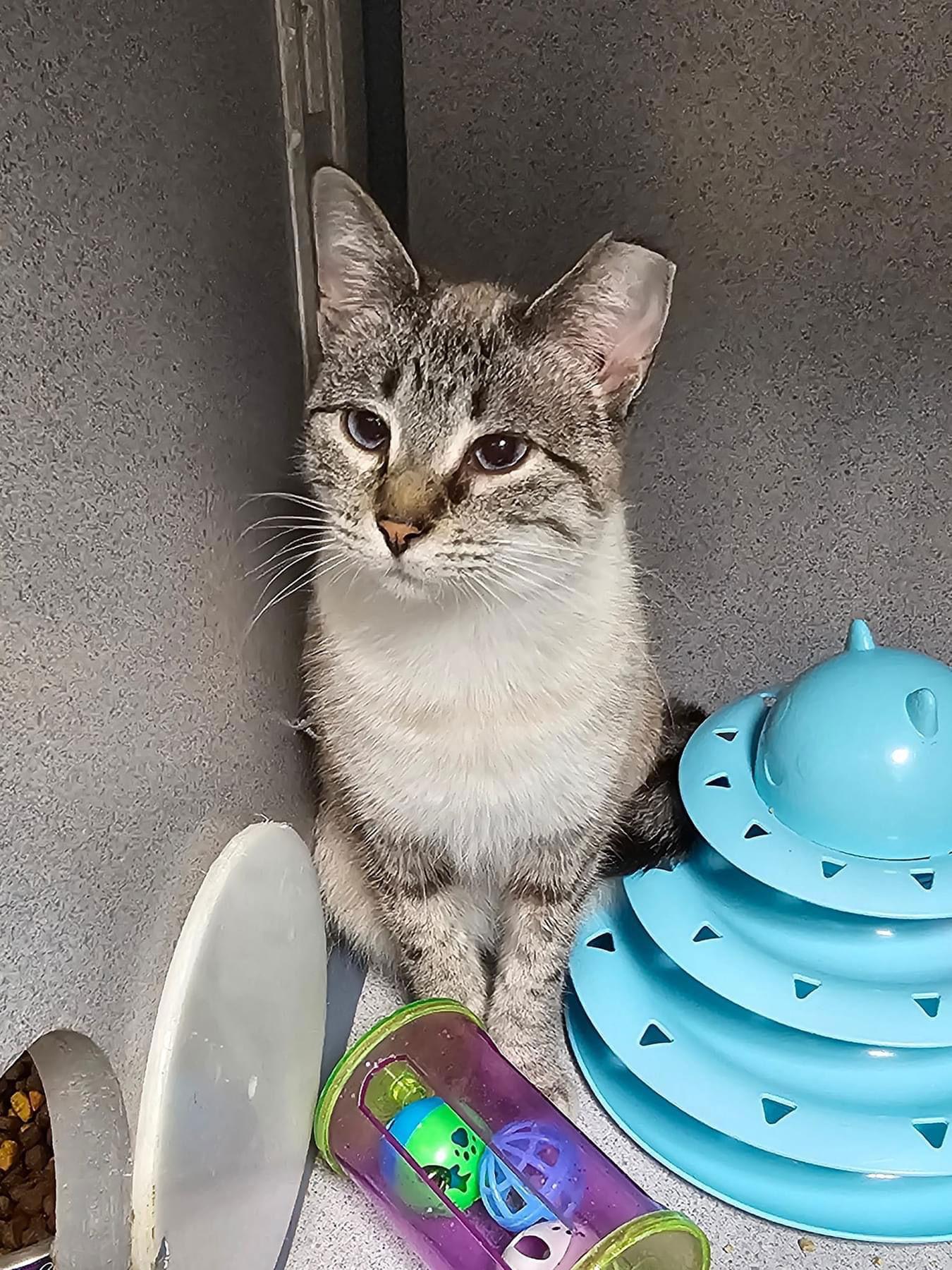 Enlarge Ellen, a Adoptable mixed breed in Cedar Rapids, IA image 2/3