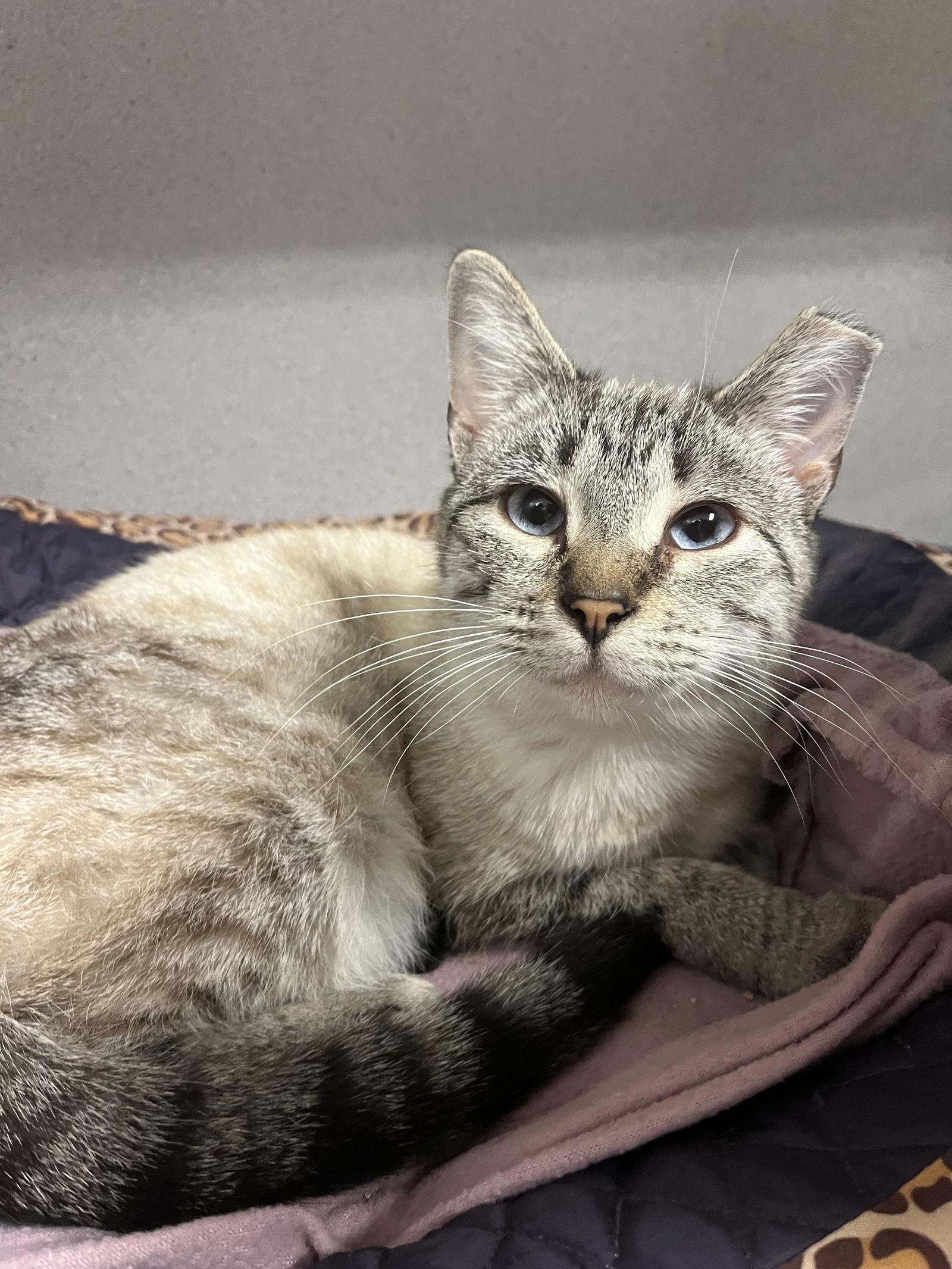 Enlarge Ellen, a Adoptable mixed breed in Cedar Rapids, IA image 3/3