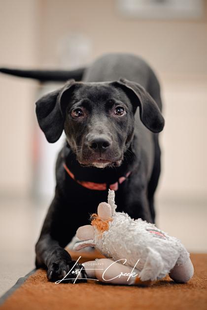 Enlarge Gumdrop `Missy`, a Adoptable mixed breed in Kalispell, MT image 2/3