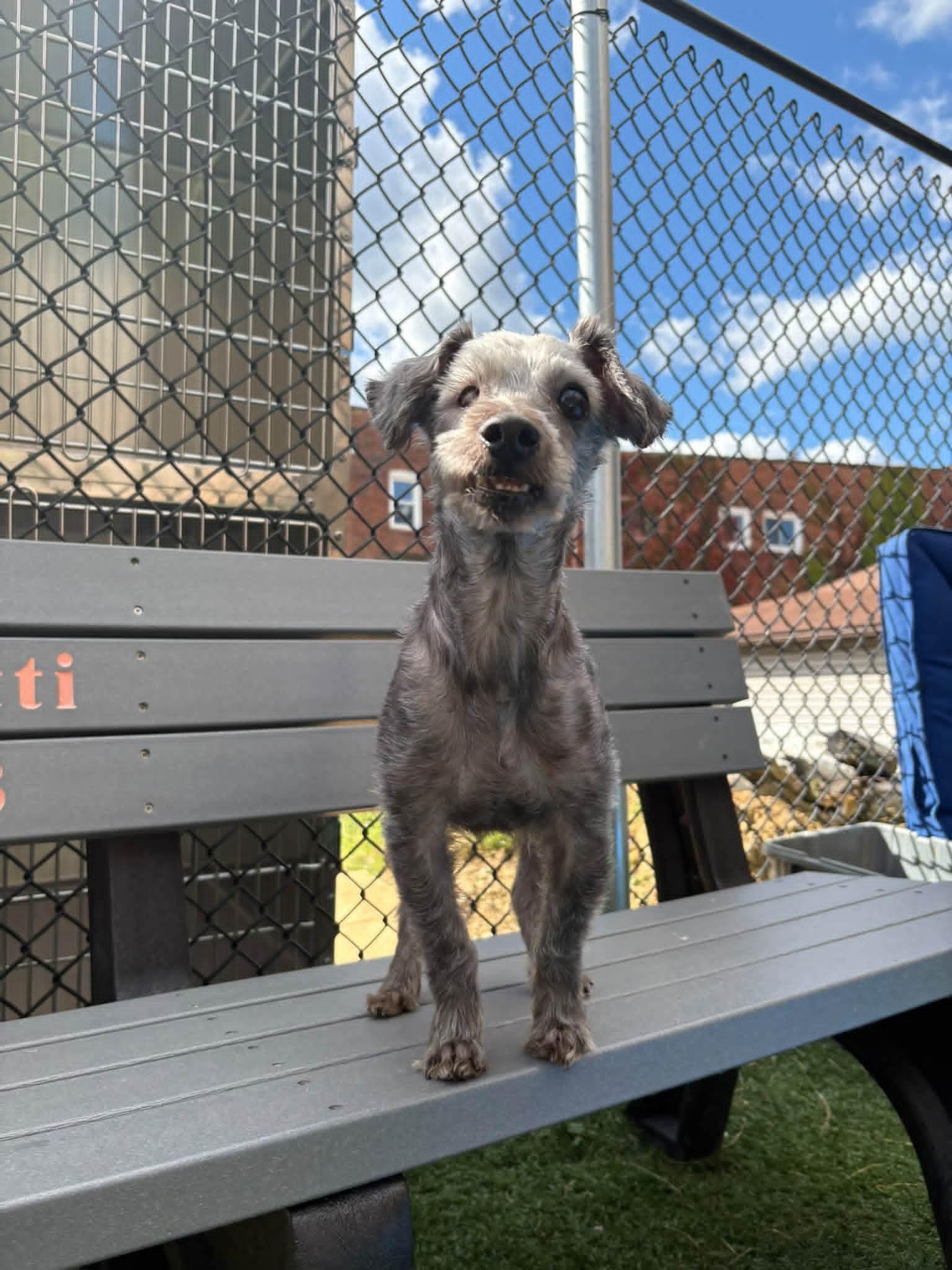 BLAZE, Adoptable, Senior Male Yorkshire Terrier & Poodle.