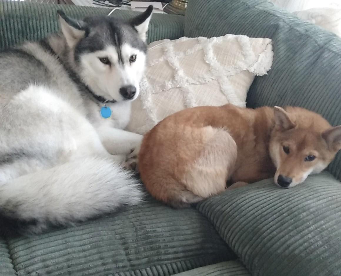 Nori, a ADOPTABLE Shiba Inu in Auburn, MI image 3/6