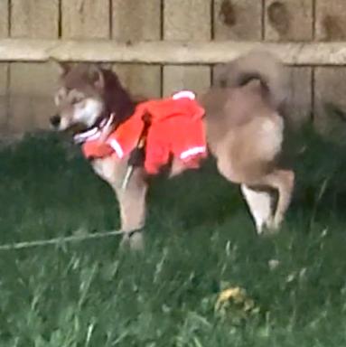 Nori, a ADOPTABLE Shiba Inu in Auburn, MI image 4/6