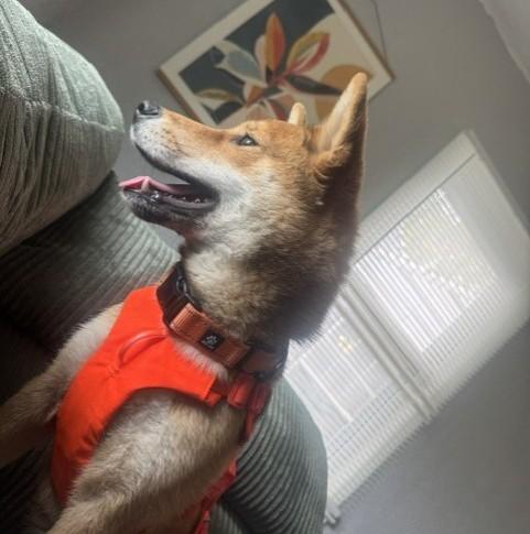 Nori, a ADOPTABLE Shiba Inu in Auburn, MI image 2/6