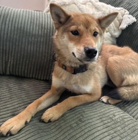 Nori, a ADOPTABLE Shiba Inu in Auburn, MI image 1/6