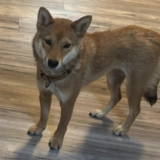 Nori, a ADOPTABLE Shiba Inu in Auburn, MI image 6/6