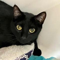 Enlarge Vamp, an adopted Domestic Short Hair in Green Valley, AZ image 1/3