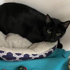 Enlarge Vamp, an adopted Domestic Short Hair in Green Valley, AZ image 3/3