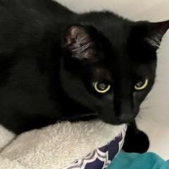 Enlarge Vamp, an adopted Domestic Short Hair in Green Valley, AZ image 2/3