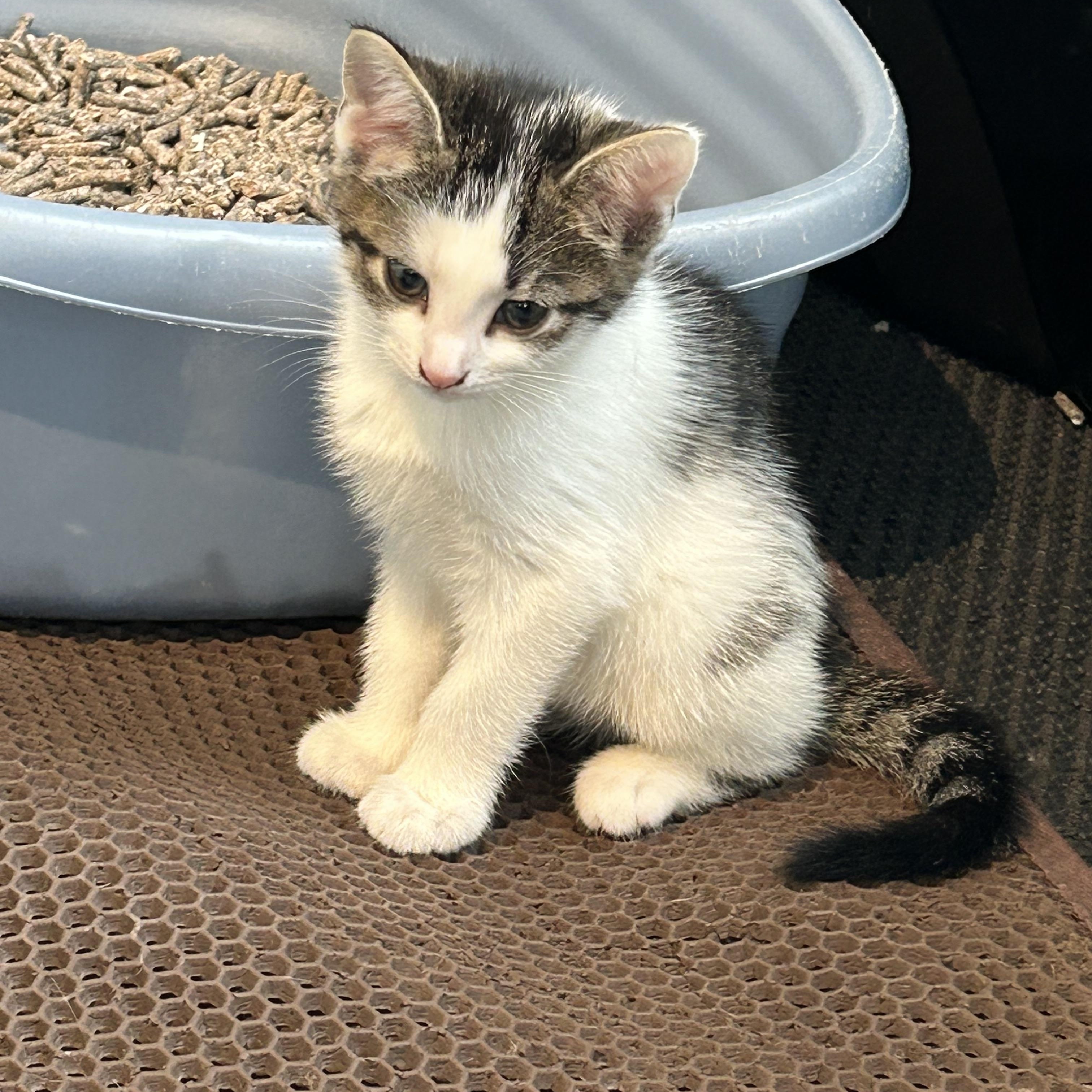 Enlarge Pixel, a Adoptable Domestic Short Hair in Brockport, NY image 4/6