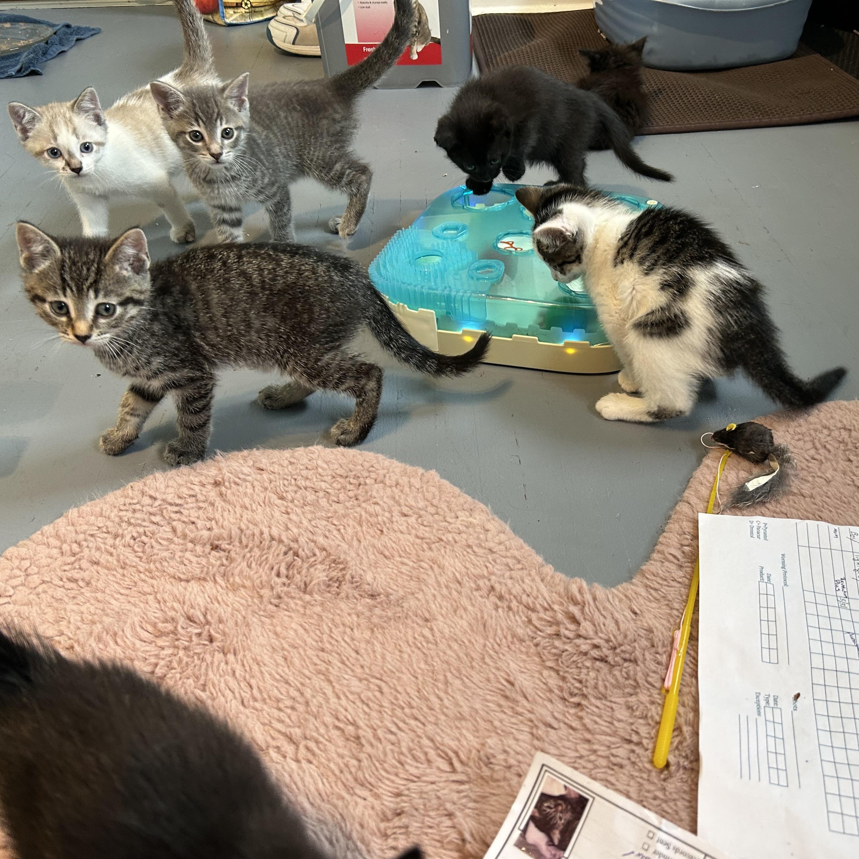 Enlarge Pixel, a Adoptable Domestic Short Hair in Brockport, NY image 6/6