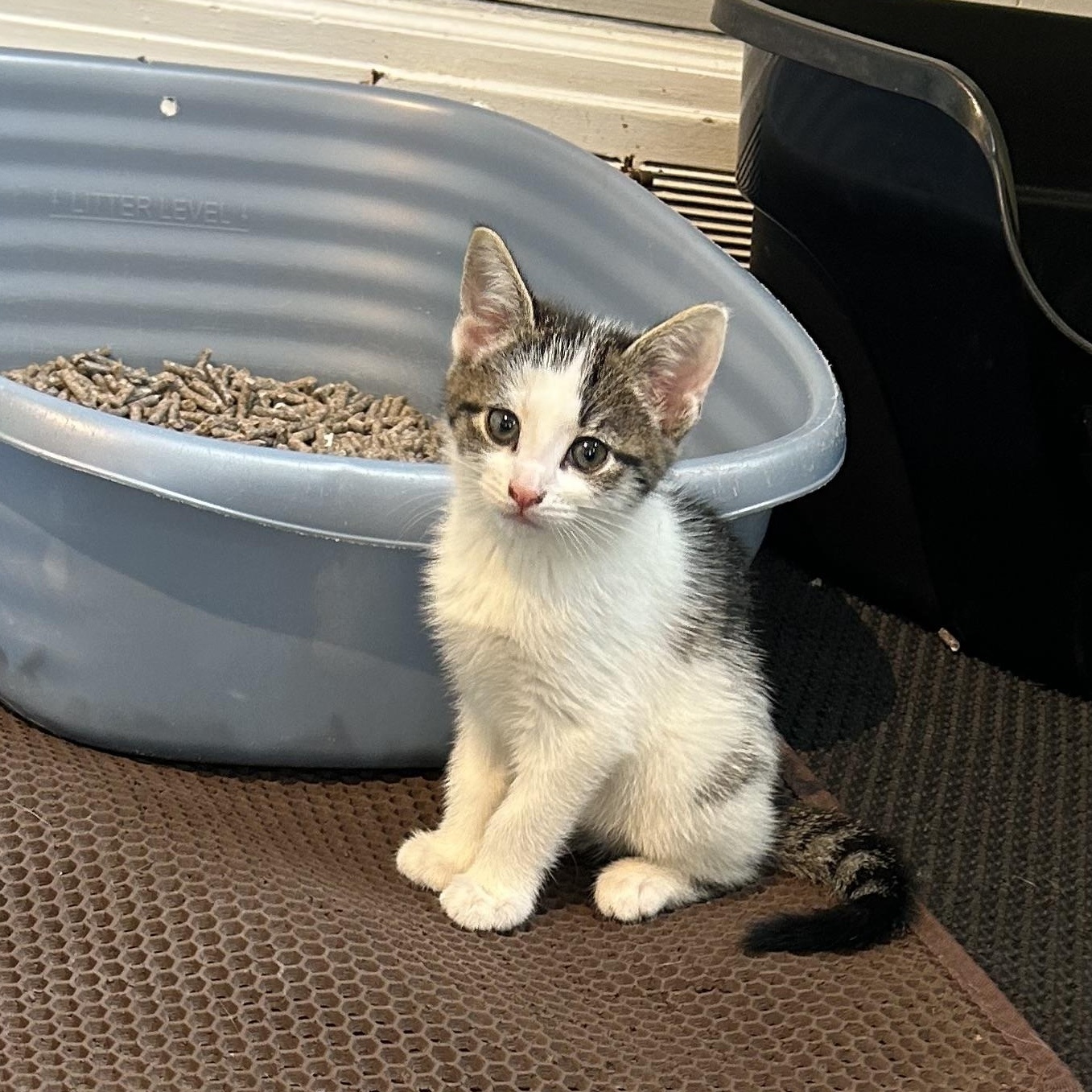 Enlarge Pixel, a Adoptable Domestic Short Hair in Brockport, NY image 5/6