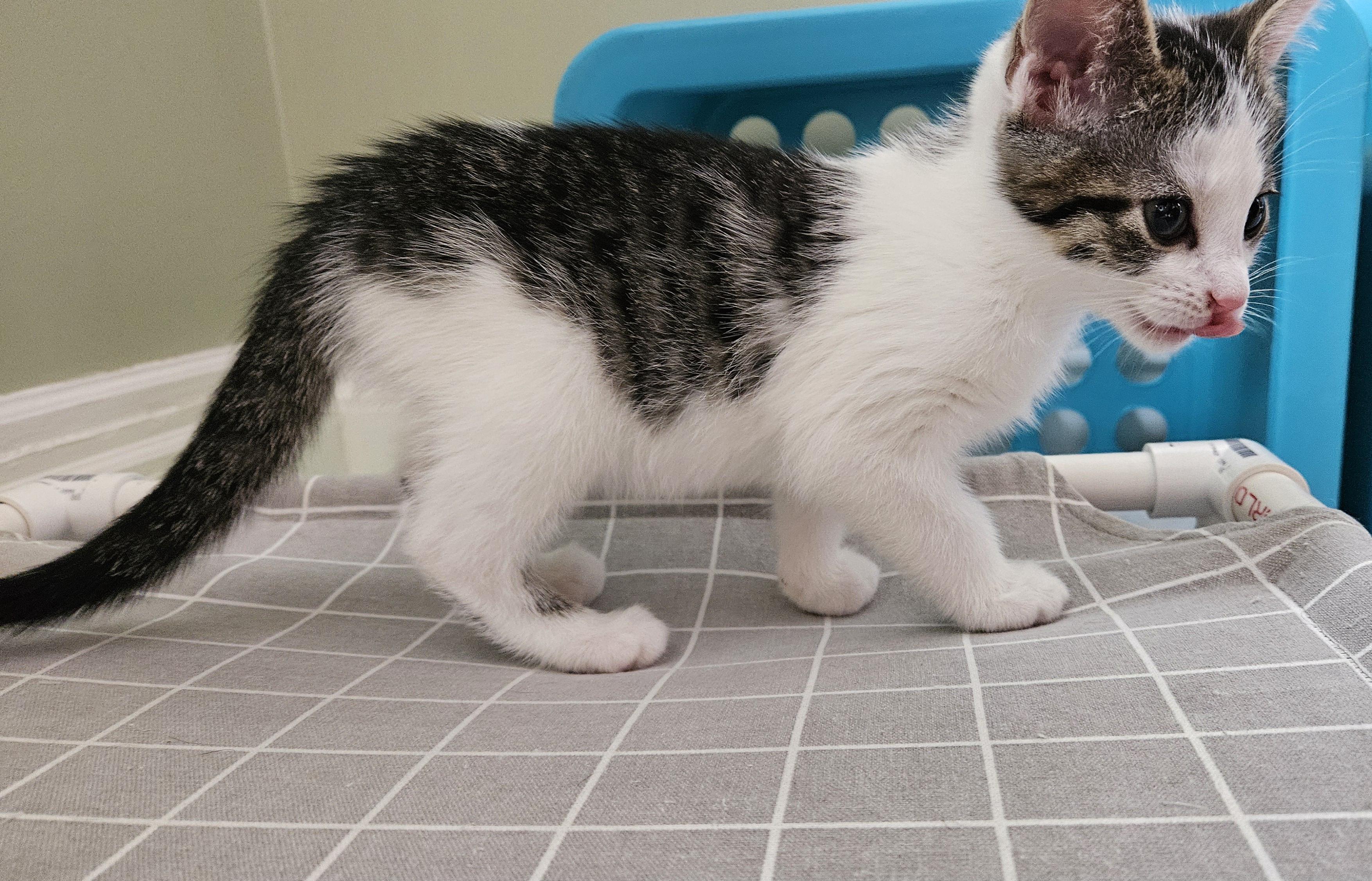 Enlarge Pixel, a Adoptable Domestic Short Hair in Brockport, NY image 3/6