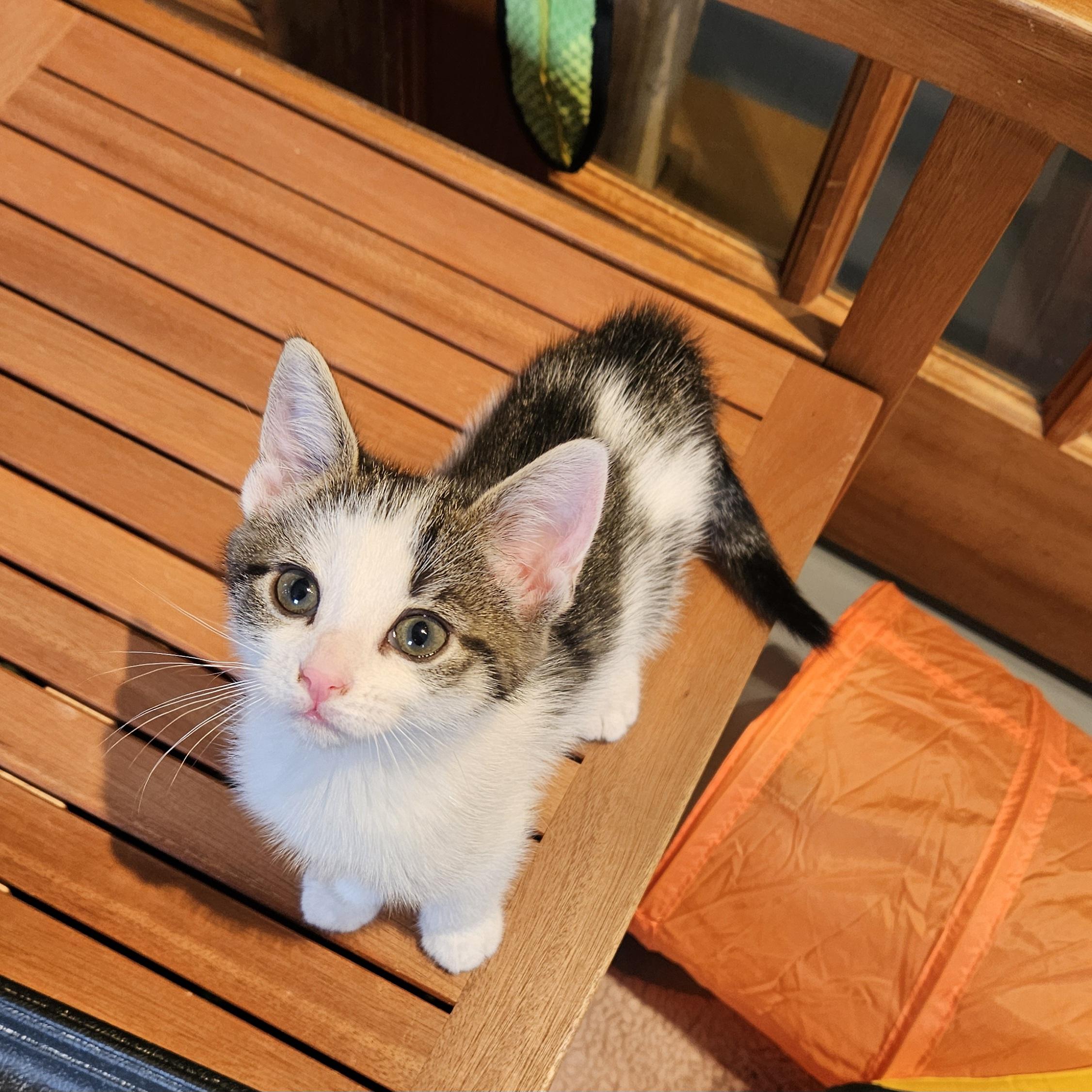 Pixel, Adoptable, Kitten Female Domestic Short Hair.