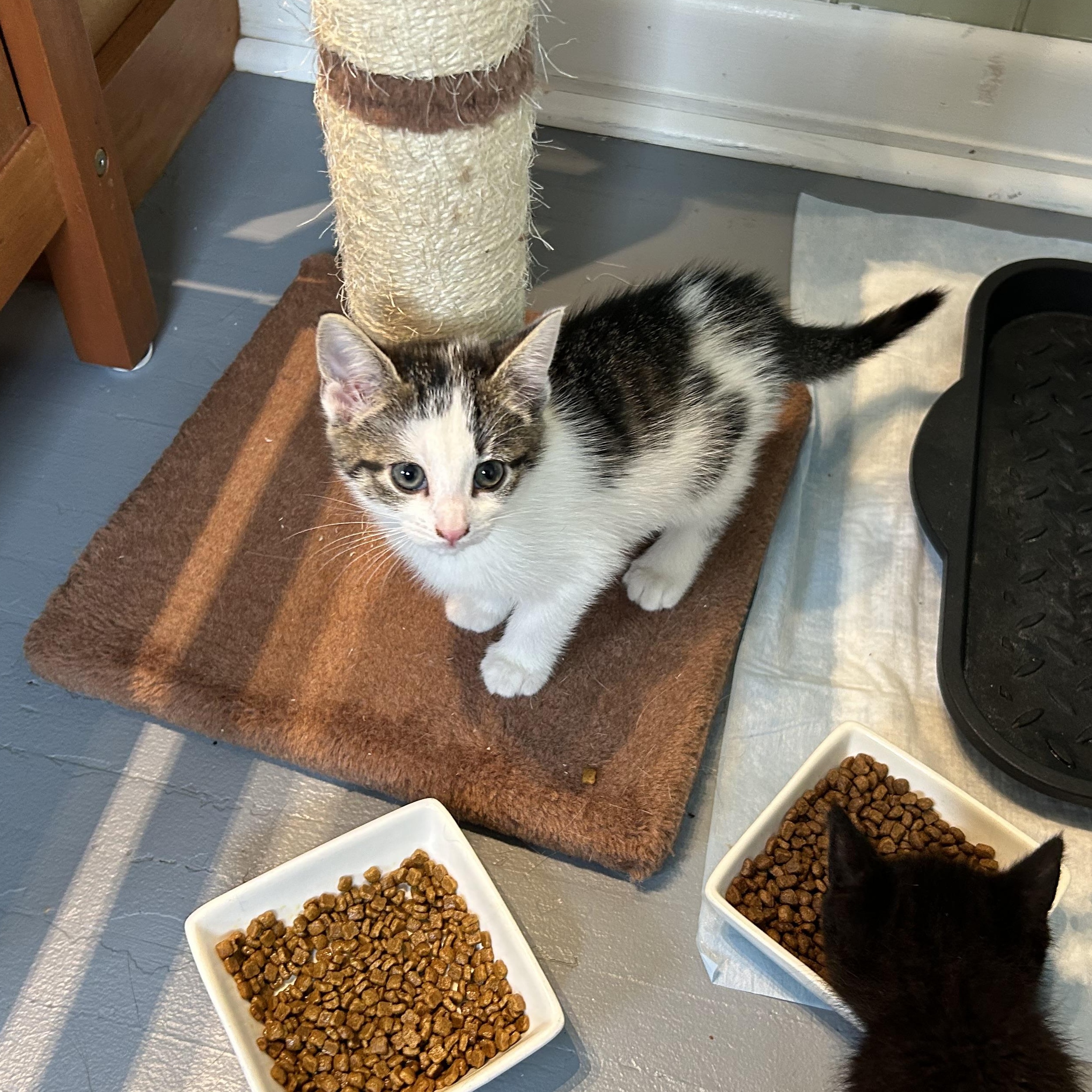 Enlarge Pixel, a Adoptable Domestic Short Hair in Brockport, NY image 2/6