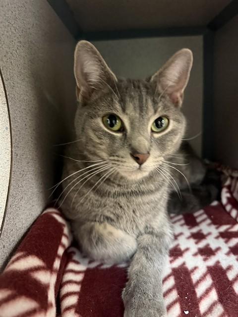 Enlarge ASHES, a Adoptable Domestic Short Hair in Aliquippa, PA image 1/1