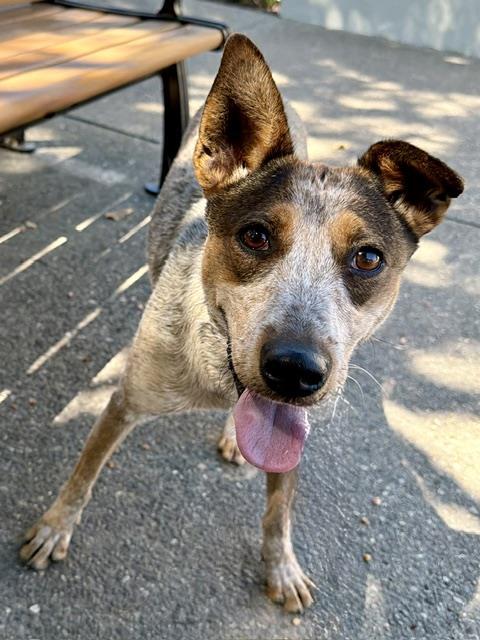 JESSIE, Adoptable, Young Female Australian Cattle Dog / Blue Heeler.