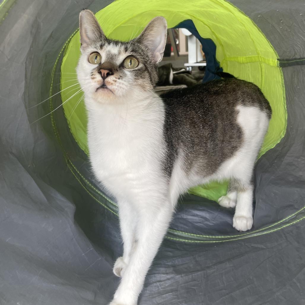 Lindy Hop, Adoptable, Young Female Domestic Short Hair.