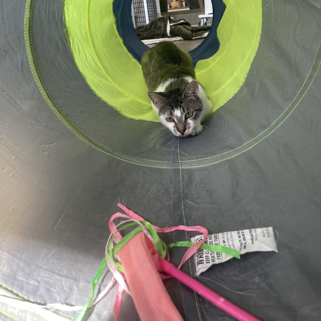 Enlarge Lindy Hop, a Adoptable Domestic Short Hair in Chicago, IL image 2/6