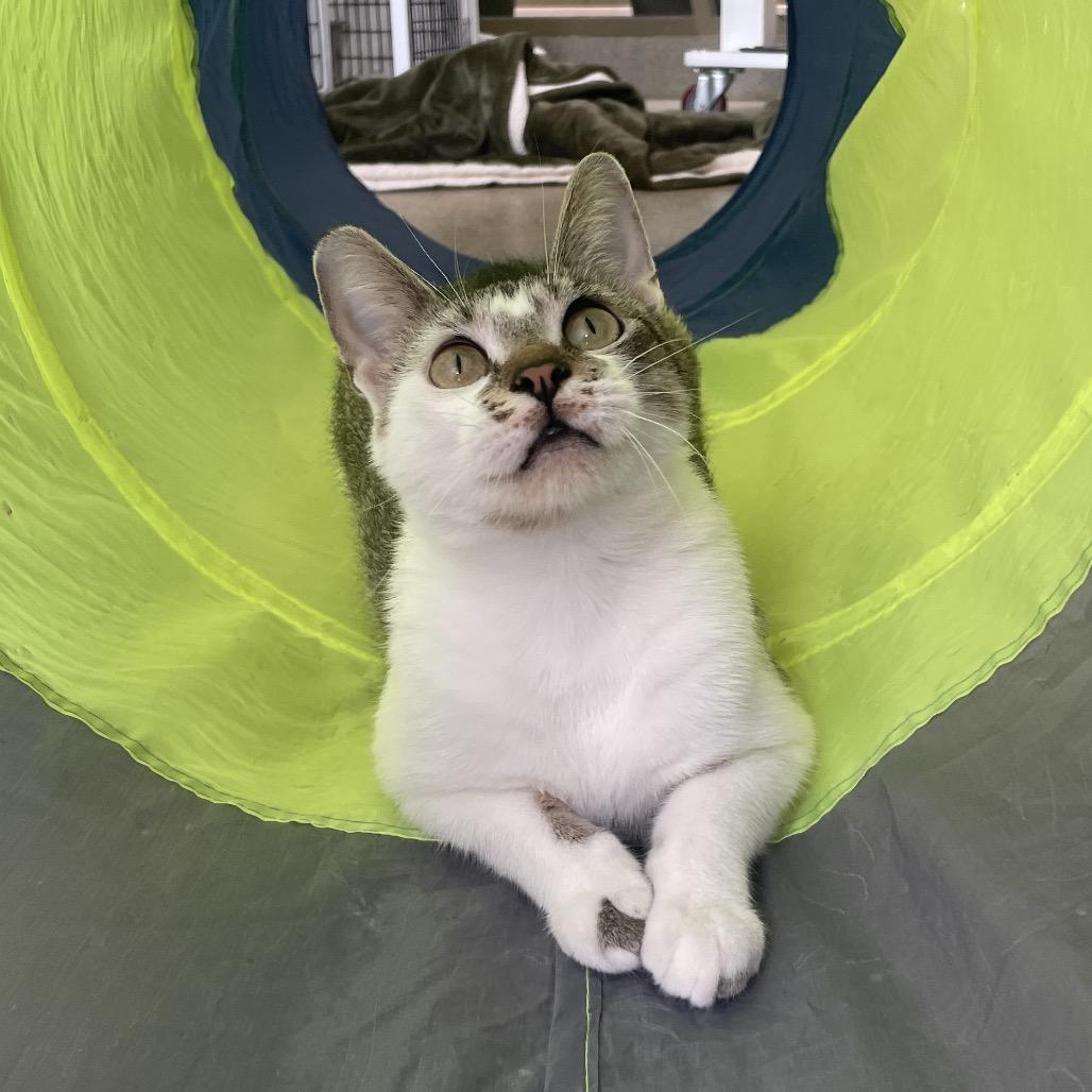 Enlarge Lindy Hop, a Adoptable Domestic Short Hair in Chicago, IL image 3/6