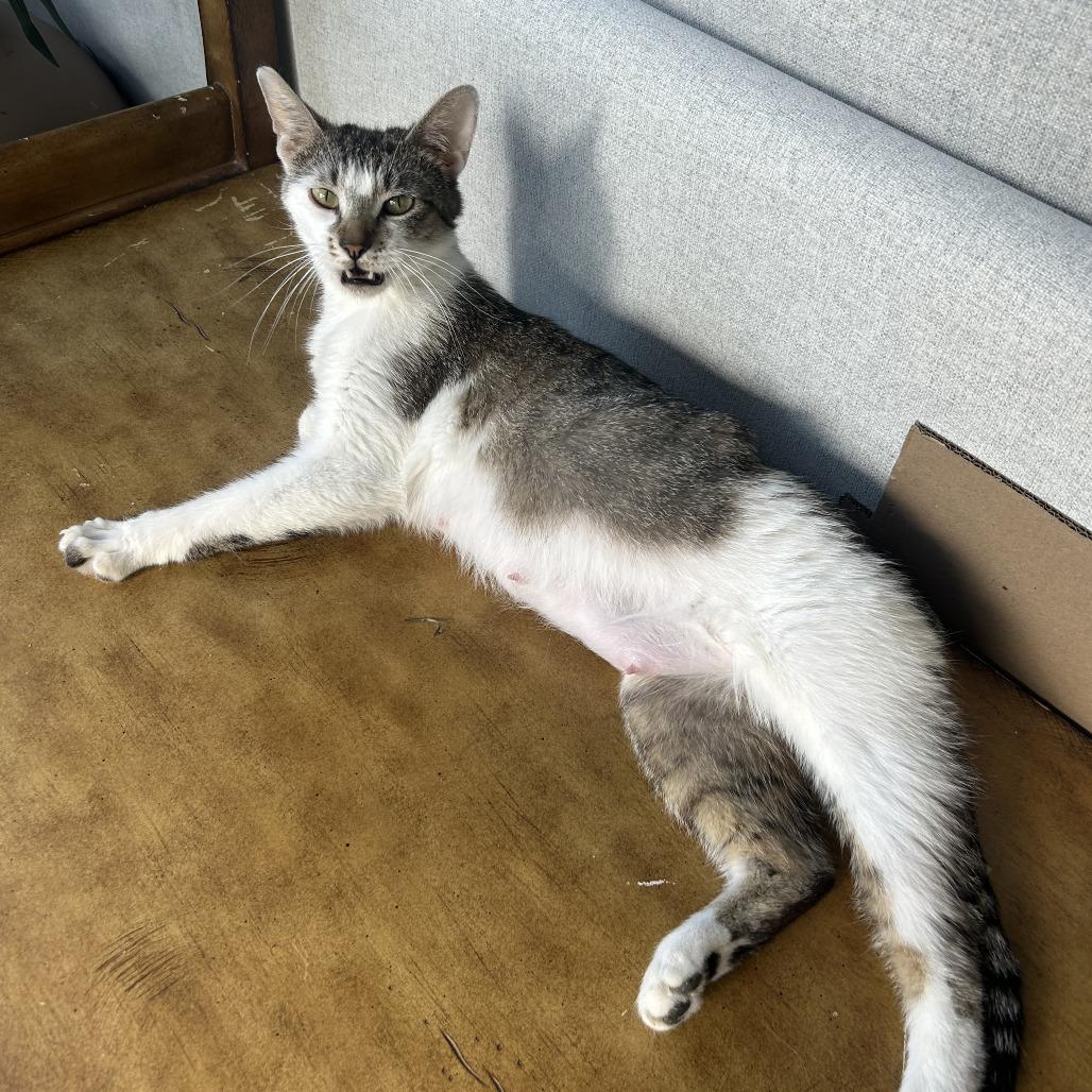 Enlarge Lindy Hop, a Adoptable Domestic Short Hair in Chicago, IL image 2/3