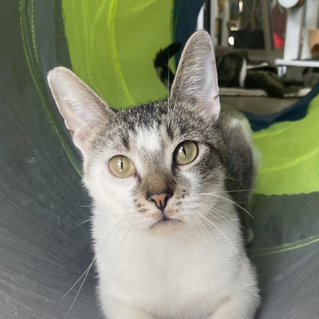 Enlarge Lindy Hop, a Adoptable Domestic Short Hair in Chicago, IL image 5/6