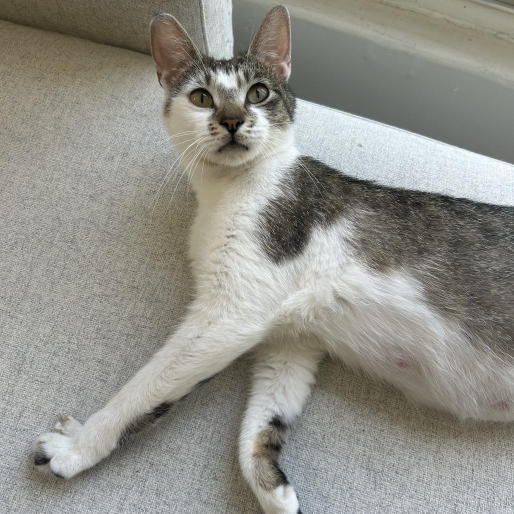 Enlarge Lindy Hop, a Adoptable Domestic Short Hair in Chicago, IL image 3/3