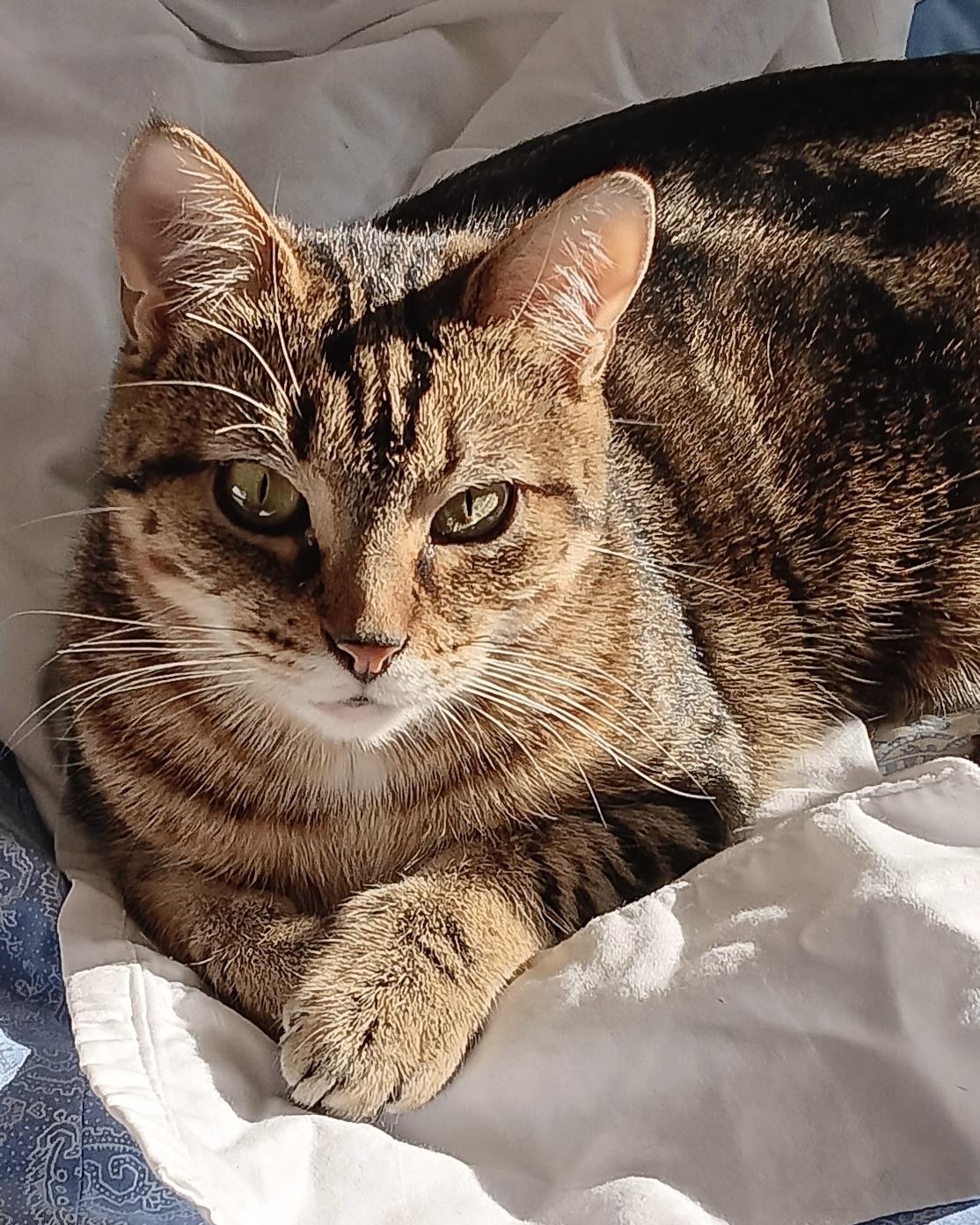 Enlarge Angel and Coors , a Adoptable Domestic Short Hair in Salem, NH image 1/5