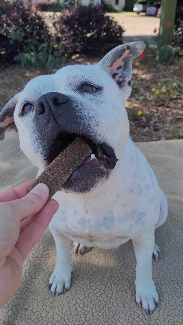 Sushi (Delilah), Adoptable, Adult Female American Bulldog.