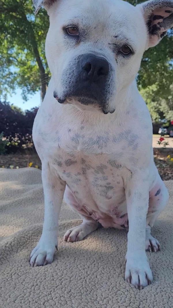 Enlarge Sushi (Delilah), a Adoptable mixed breed in Mobile, AL image 2/4