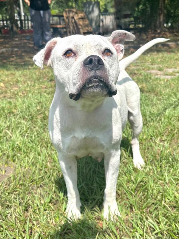 Sushi (Delilah), Adoptable, Adult Female American Bulldog.