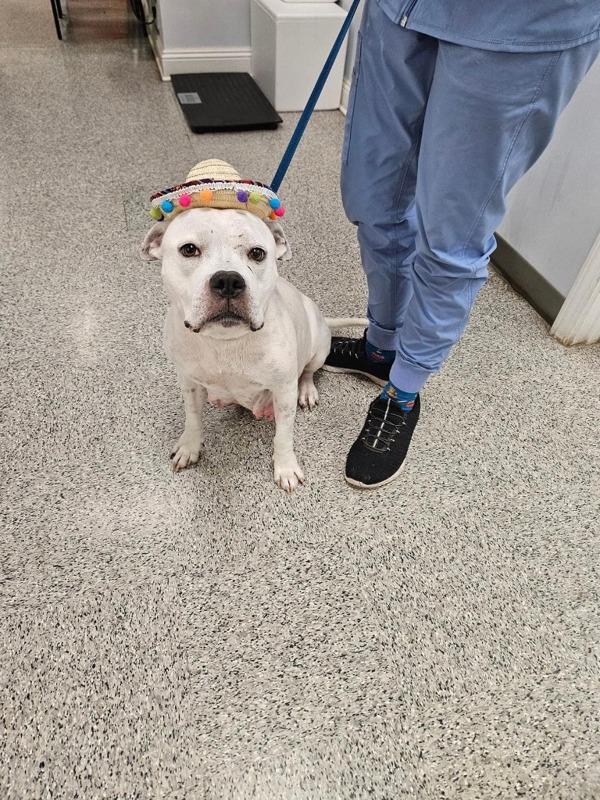 Enlarge Sushi (Delilah), a Adoptable mixed breed in Mobile, AL image 3/4