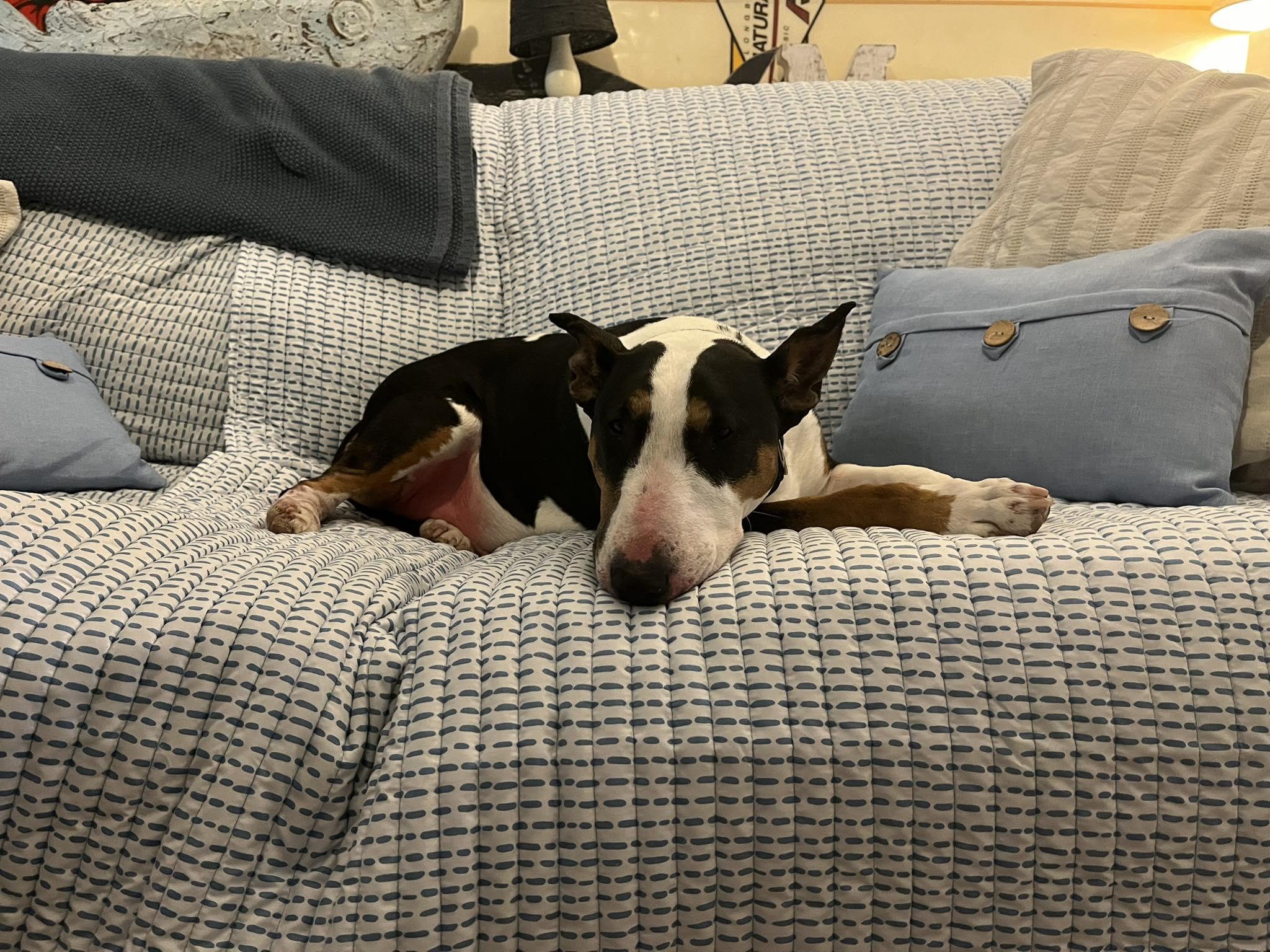 26-028 Iris, Adoptable, Senior Female Bull Terrier.