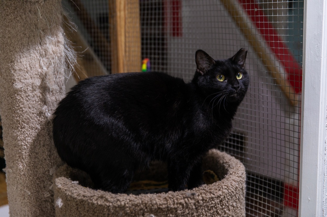 Enlarge Inky, a Adoptable Bombay in Chicago, IL image 3/6