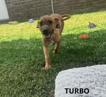 Turbo Feist Dog