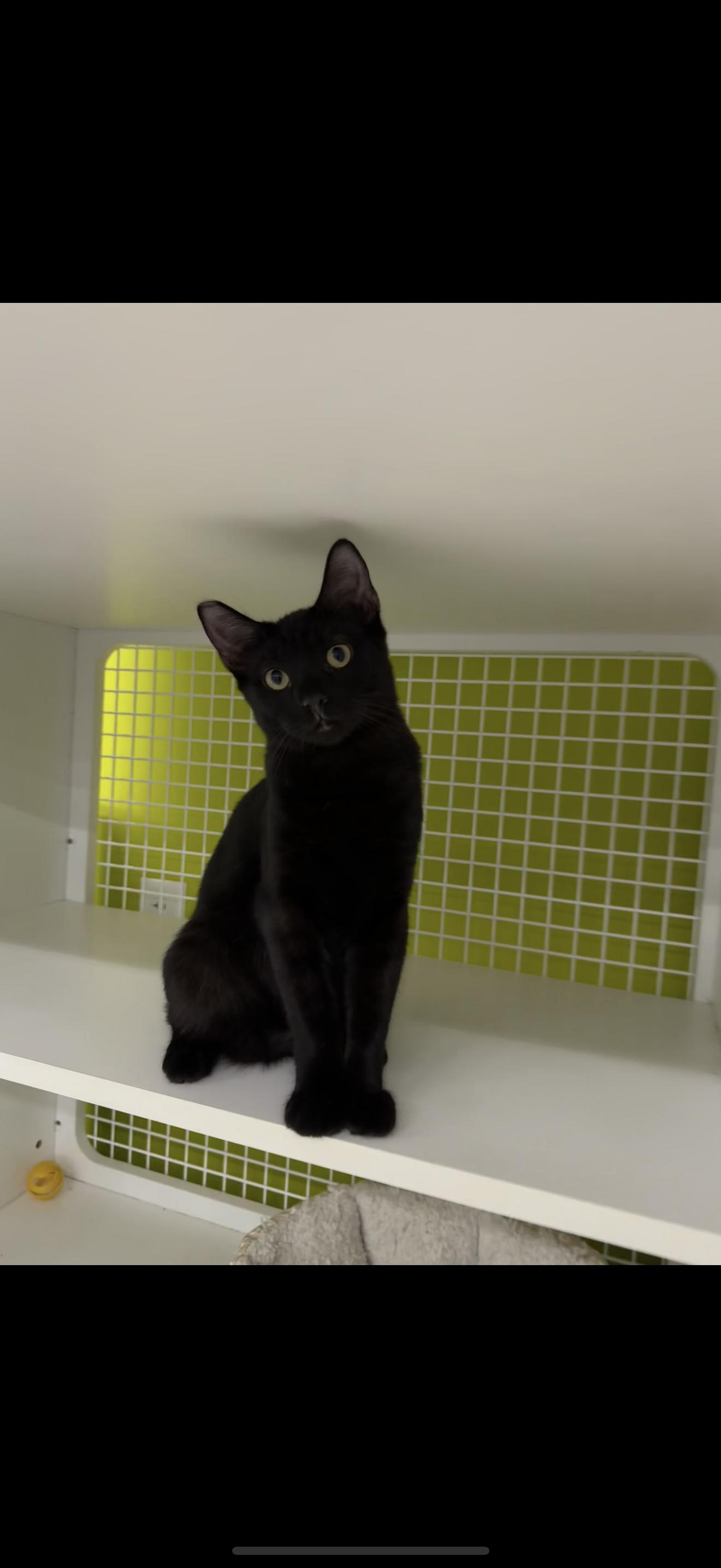 Over Here!, an adoptable Burmese in Las Vegas, NV, 89101 | Photo Image 1