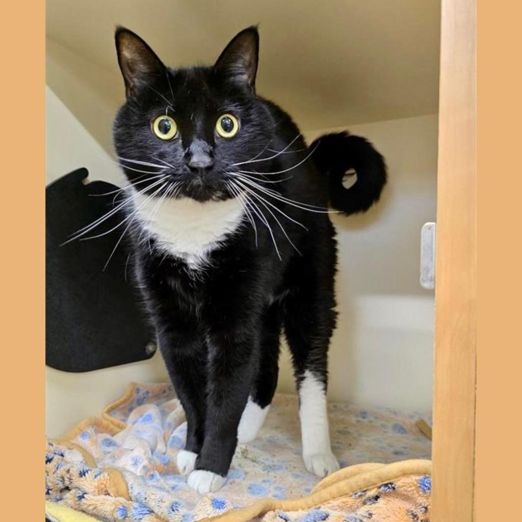 Enlarge Kiki, a ADOPTABLE Domestic Short Hair in Prince Frederick, MD image 2/5