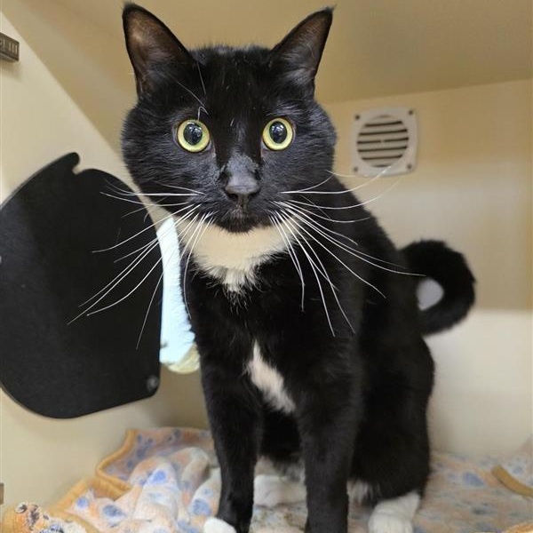 Enlarge Kiki, a ADOPTABLE Domestic Short Hair in Prince Frederick, MD image 4/5