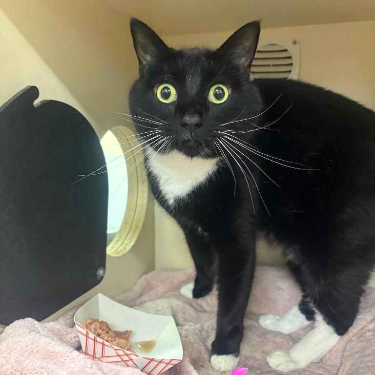 Enlarge Kiki, a ADOPTABLE Domestic Short Hair in Prince Frederick, MD image 5/5