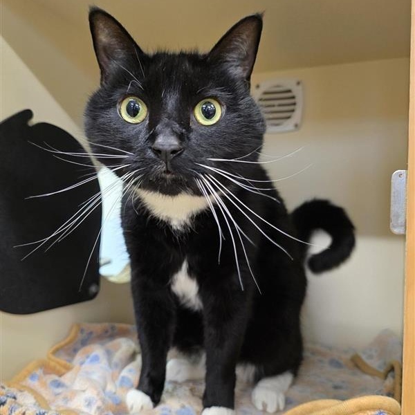 Enlarge Kiki, a ADOPTABLE Domestic Short Hair in Prince Frederick, MD image 3/5