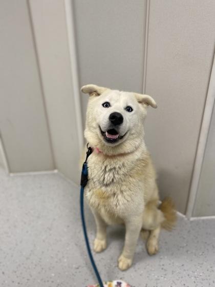 Candy Cane, Adoptable, Adult Female Siberian Husky & Mixed Breed.